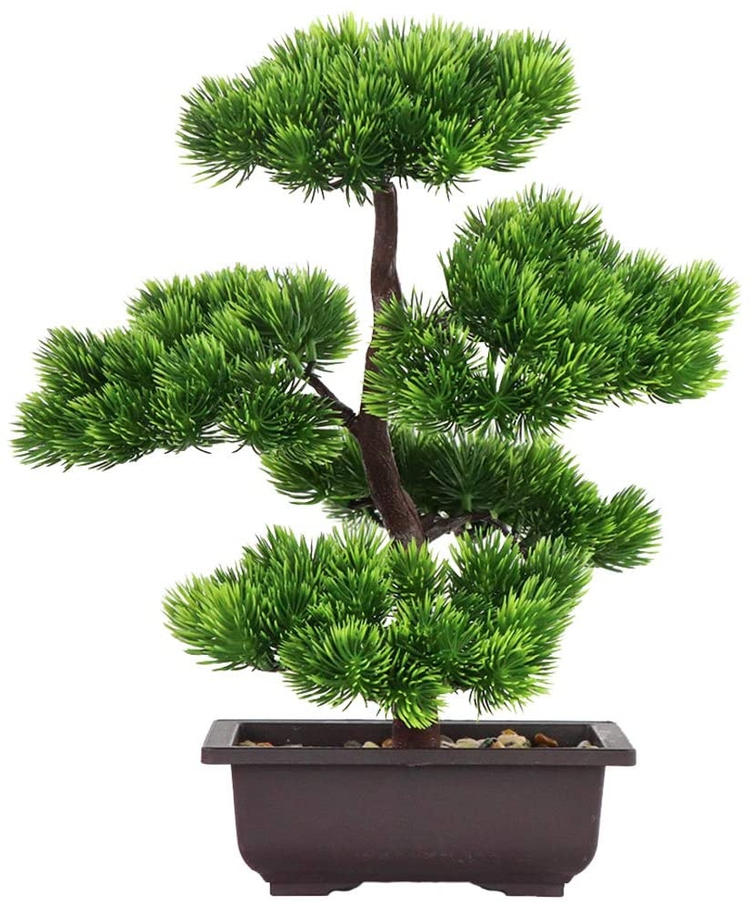 Bonsai Garden Zen - Bonsái de pino japonés para decoración