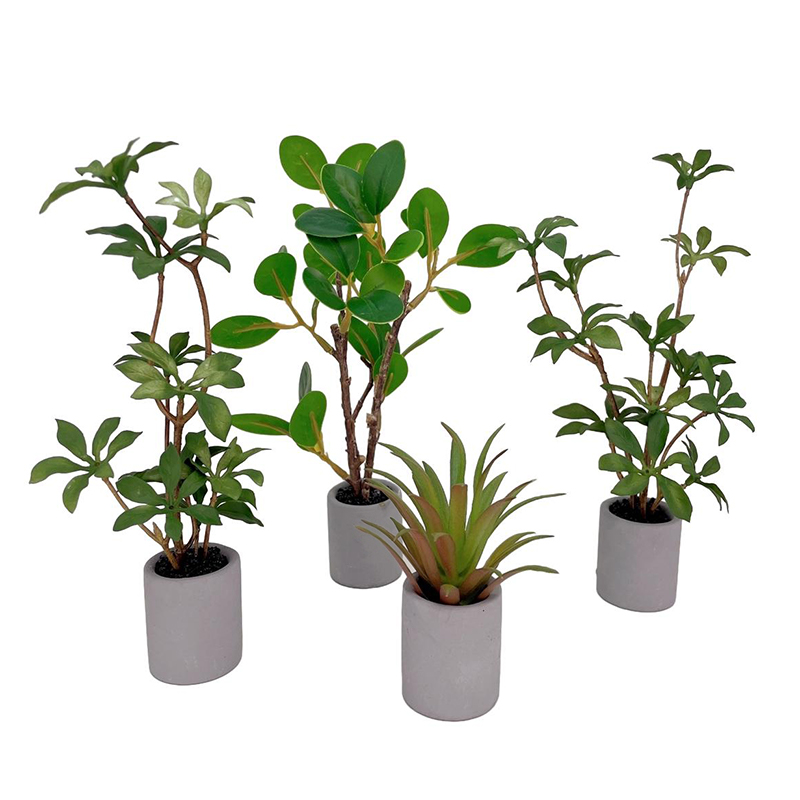 Bonsai Garden Zen - Planta en maceta en miniatura para