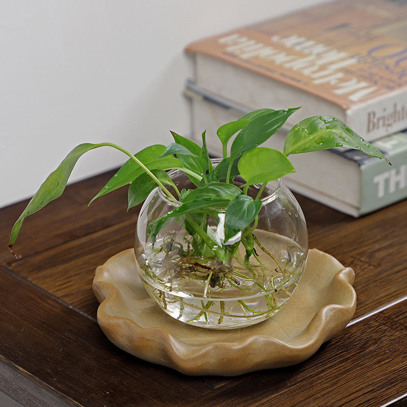 Planta hidropónica de madera b - Drip Tray Saucer reseña y precio