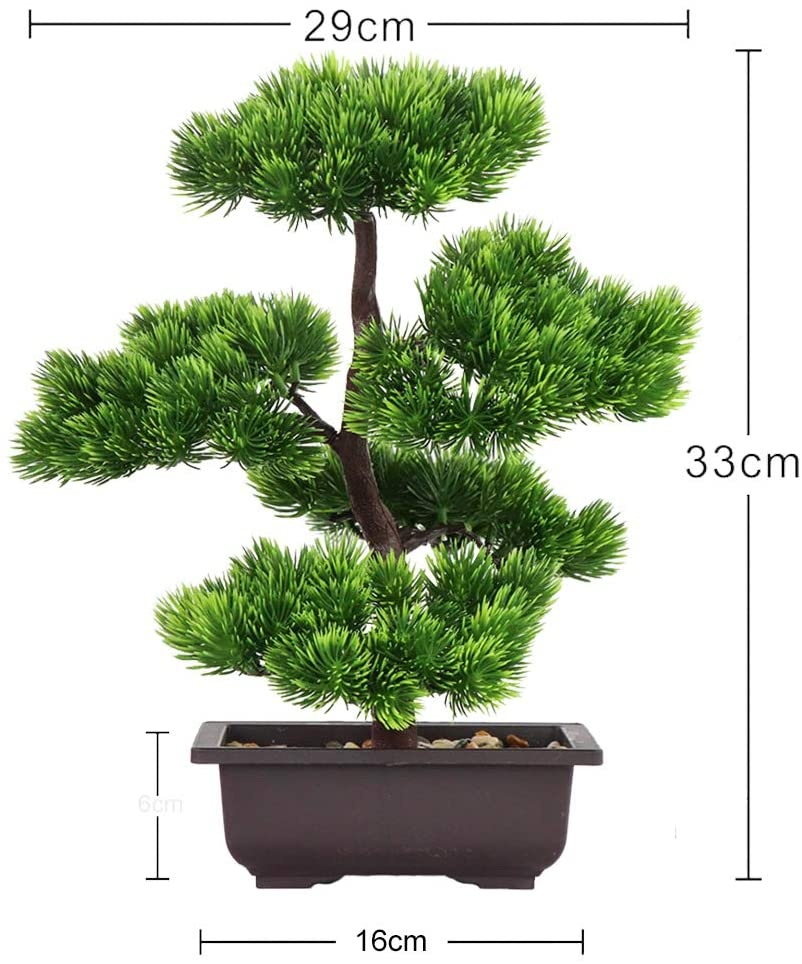Bonsái de pino japonés para de - Bonsai Garden Zen reseña y precio