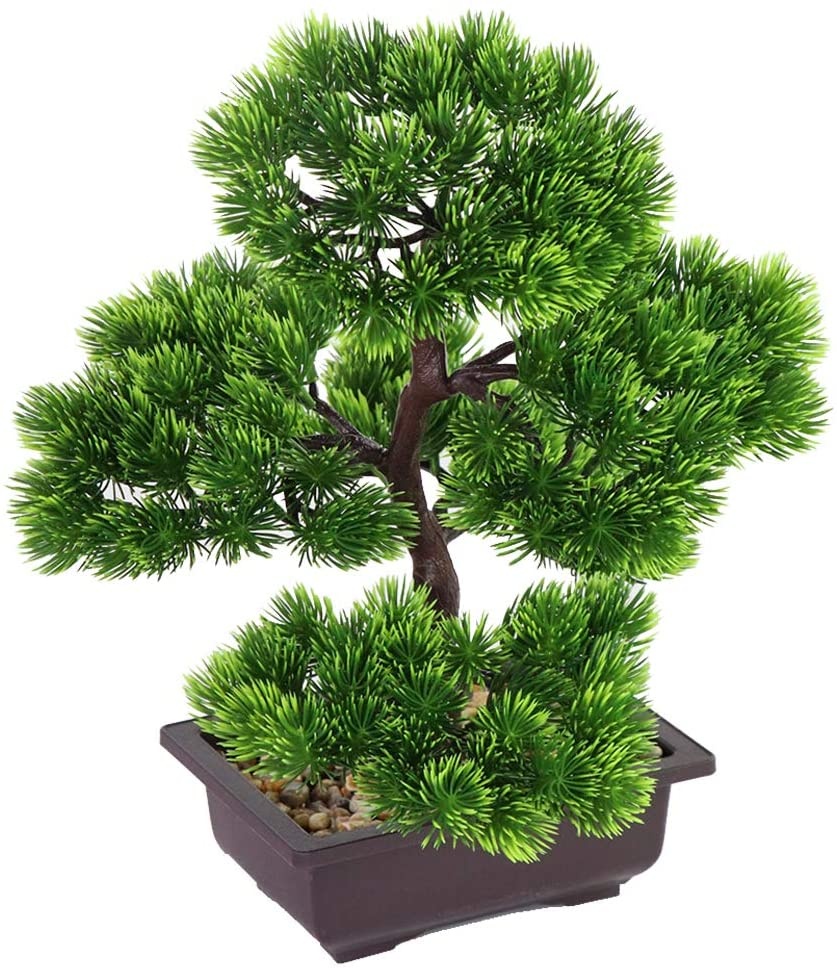 Bonsái de pino japonés para de - Bonsai Garden Zen reseña y precio