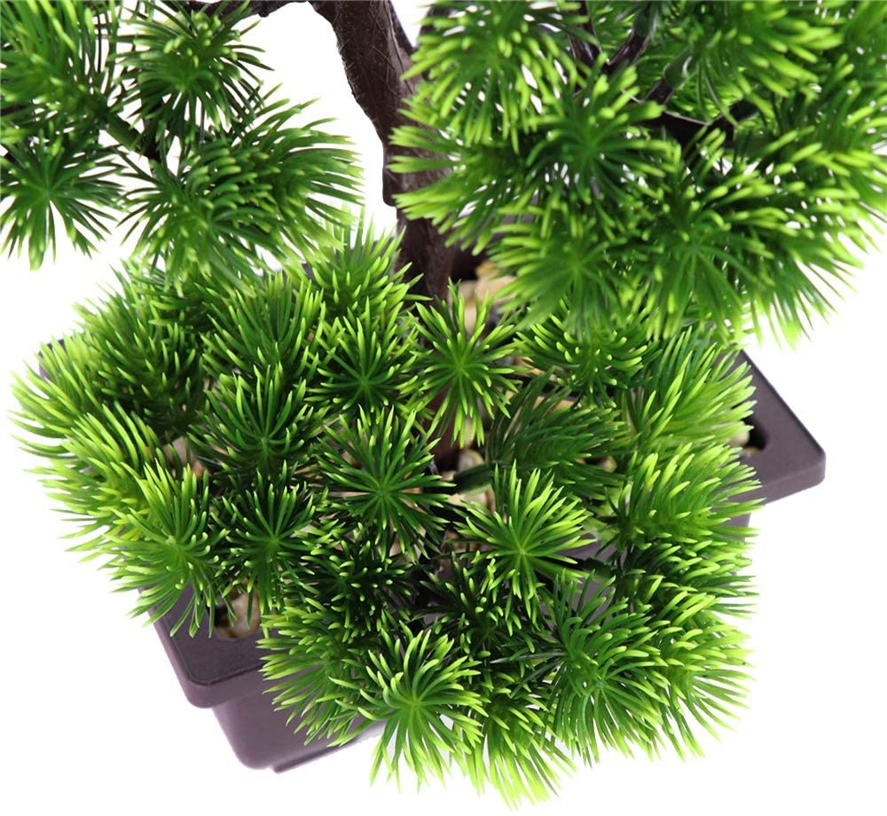 Bonsái de pino japonés para de - Bonsai Garden Zen reseña y precio