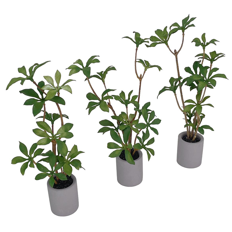Planta en maceta en miniatura  - Bonsai Garden Zen reseña y precio